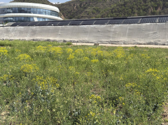 榆林合力天芪生物公司建立中药材示范